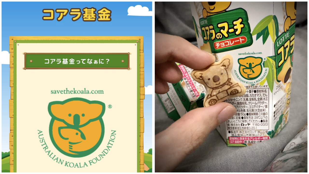 有日本网友在推特上分享，买乐天小熊饼也可以为拯救澳洲无尾熊尽一份心力。 图/Twi...